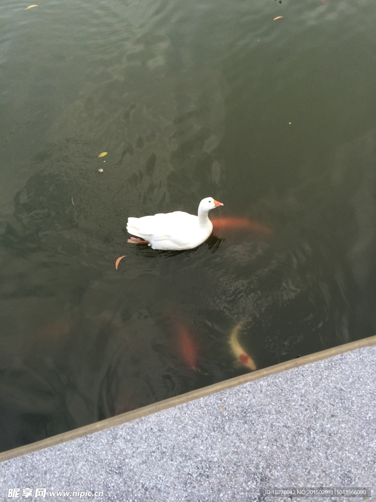 鸭子