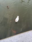 鸭子