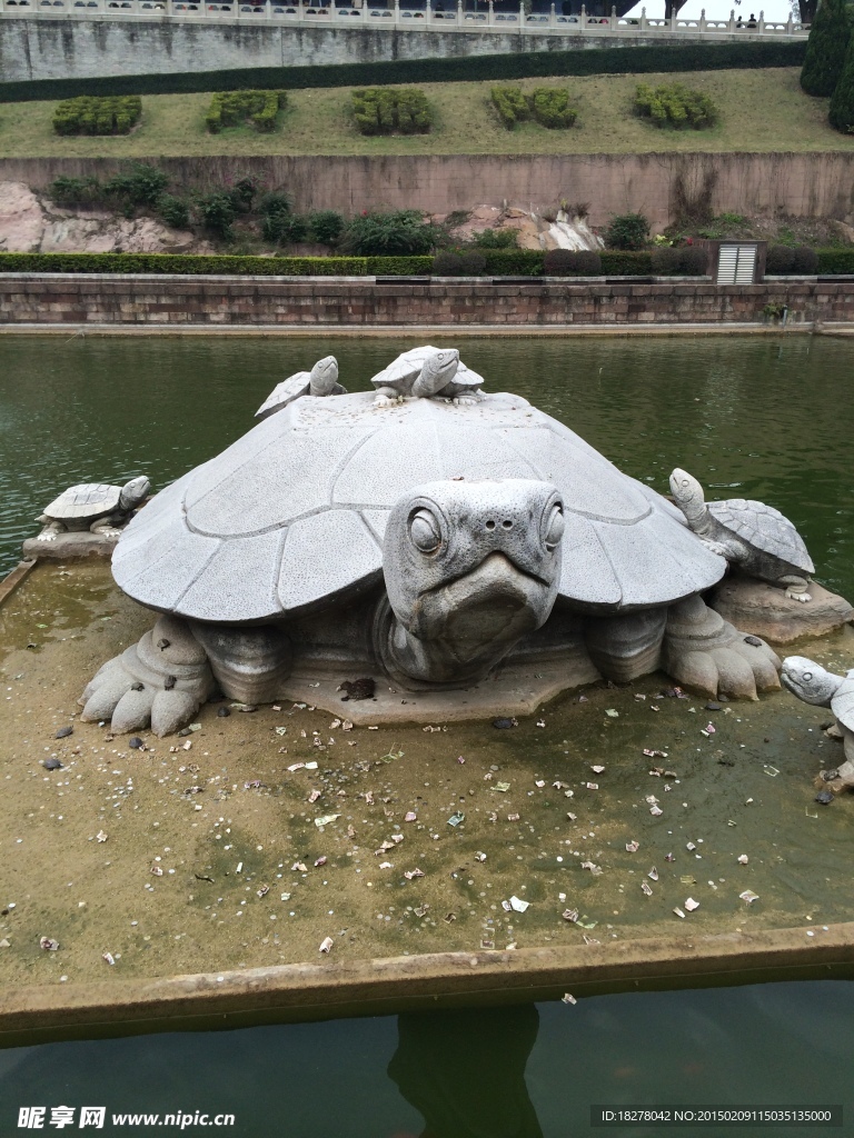 乌龟