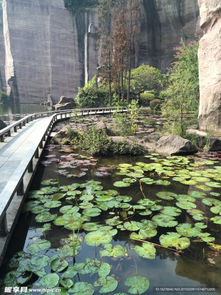 荷花池