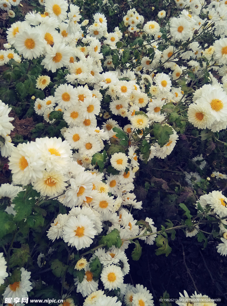 菊花丛