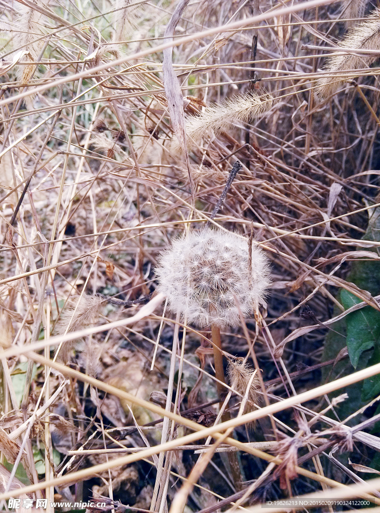 蒲公英