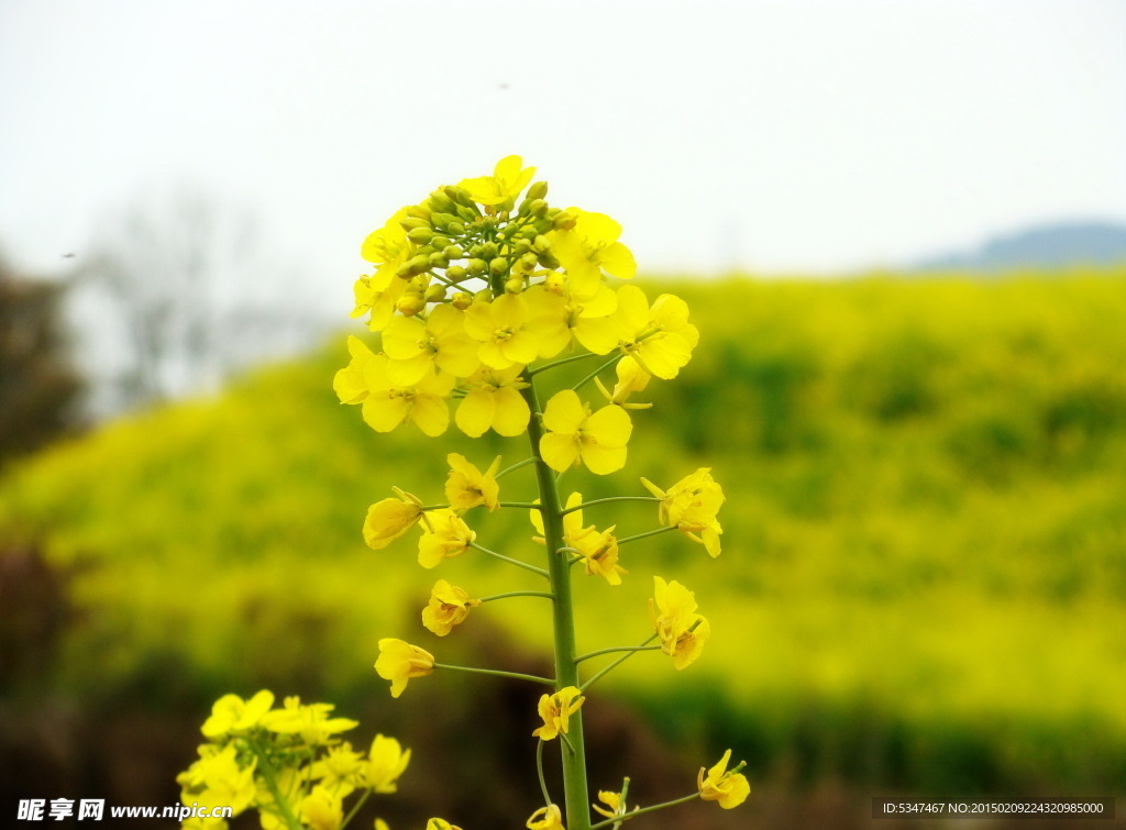 油菜花开 油菜花特写