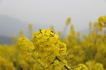 油菜花开 油菜花特写