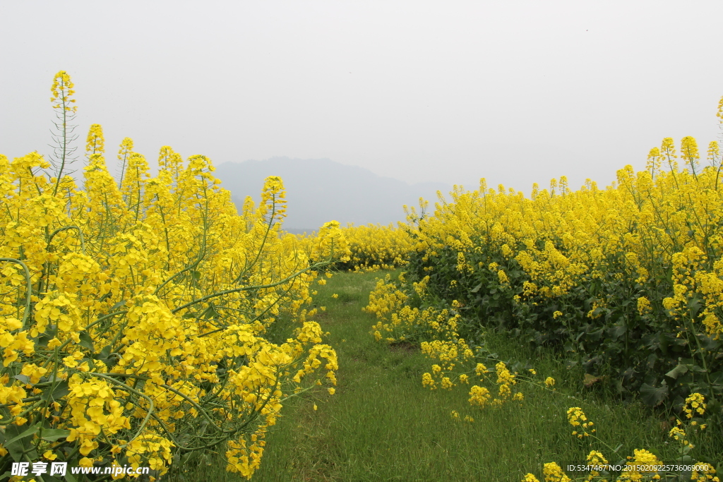 油菜花开 油菜花特写