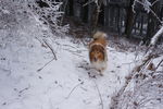 雪地里的牧羊犬