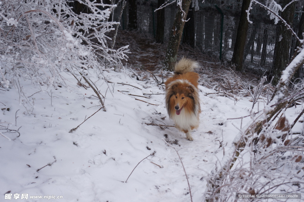 雪地里的牧羊犬