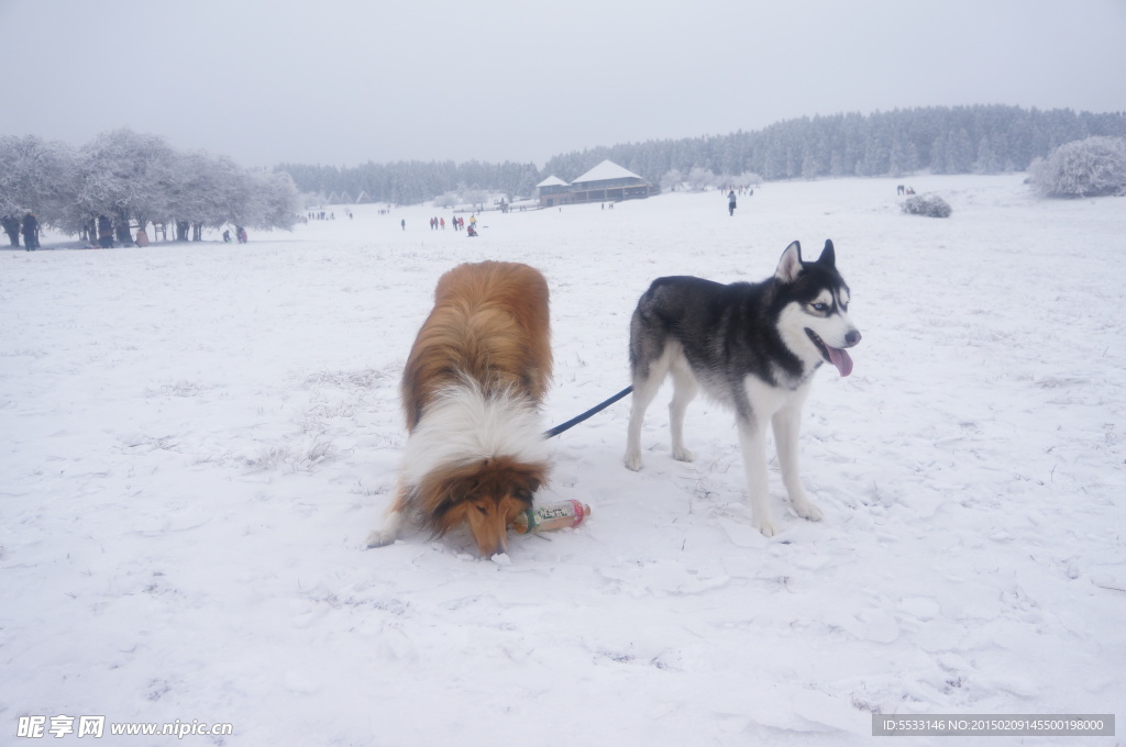 雪地里的狗