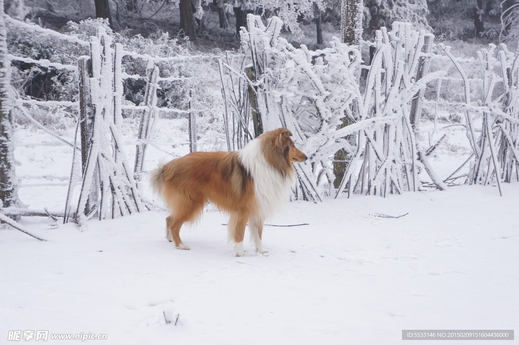 雪地里的牧羊犬