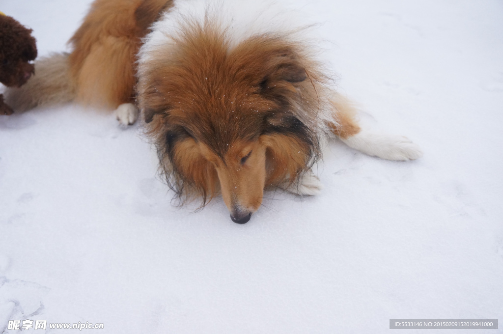 雪地里的狗