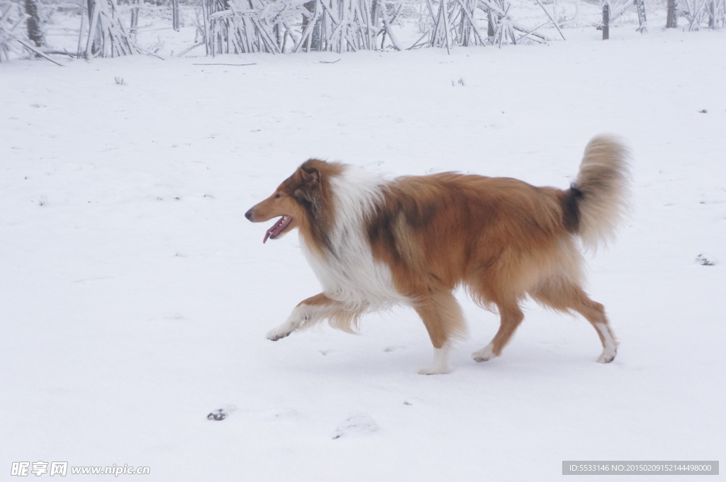 雪地里的狗