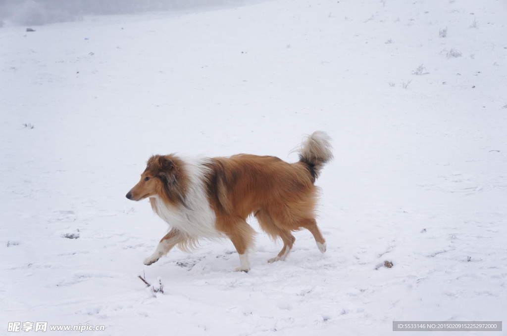 雪地里奔跑的狗