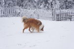 雪地里的牧羊犬