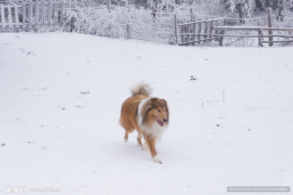 雪地里的牧羊犬