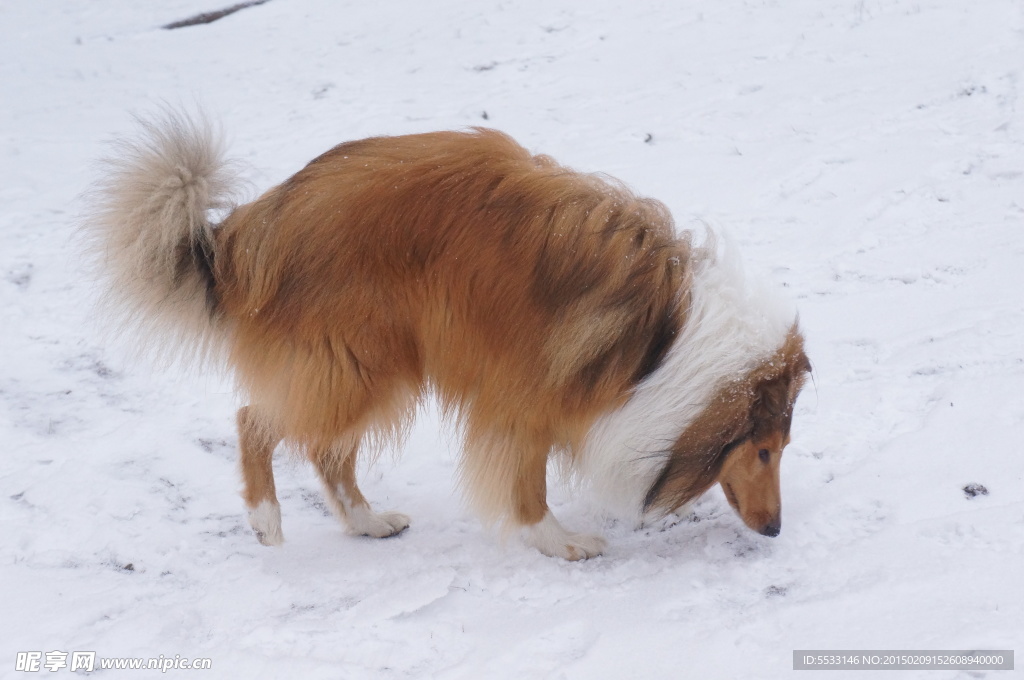 雪地里的牧羊犬