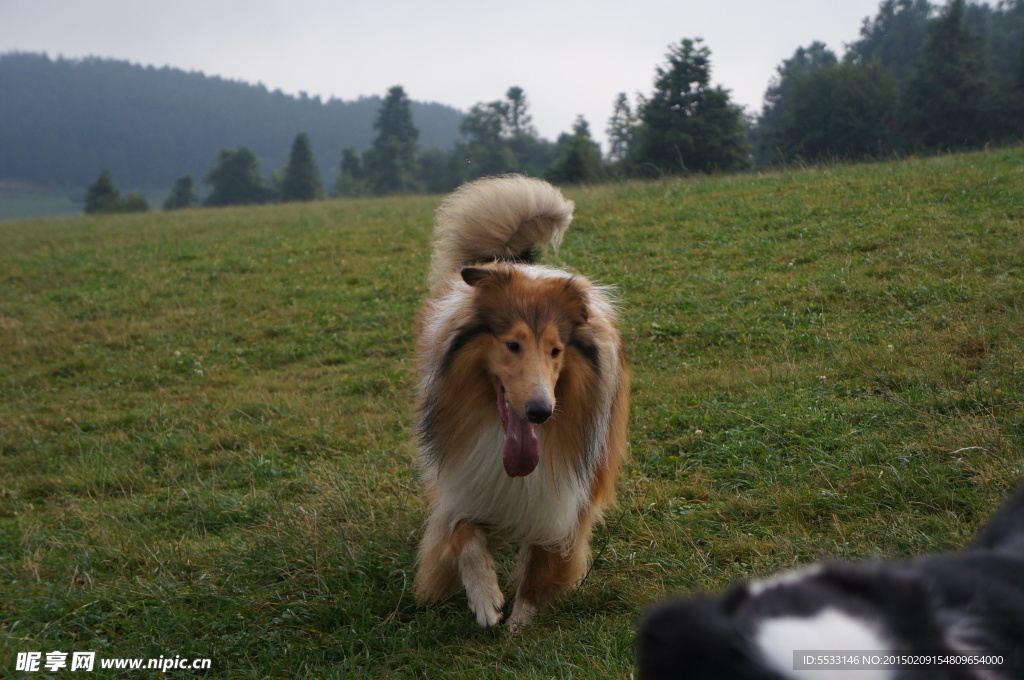 苏格兰牧羊犬