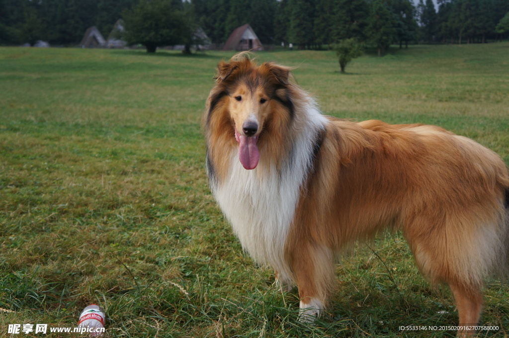 苏格兰牧羊犬