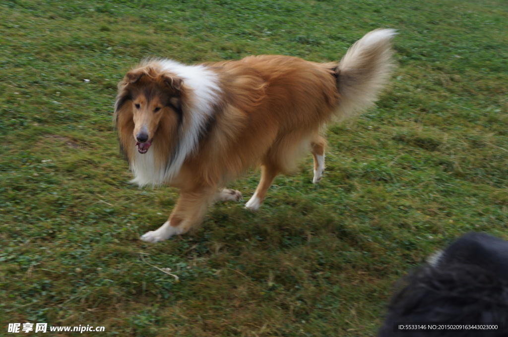 苏格兰牧羊犬