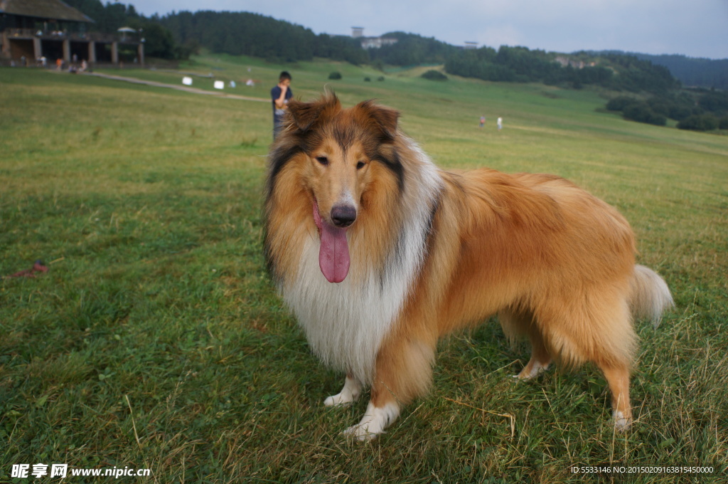 苏格兰牧羊犬