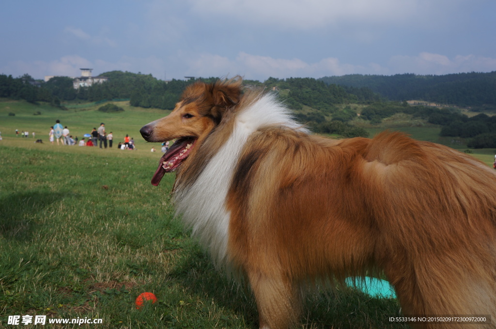 草原上的牧羊犬