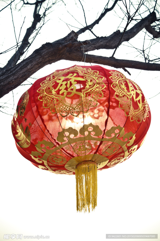 树上灯笼