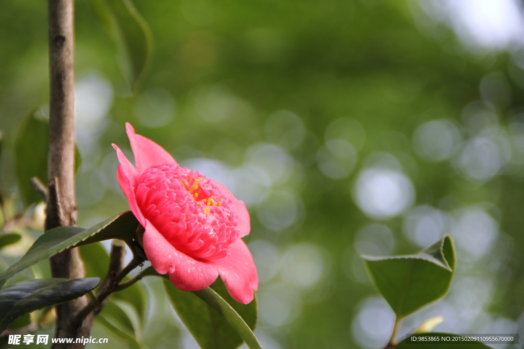 茶花