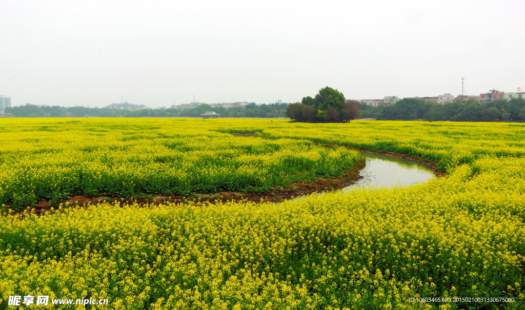 花的海洋