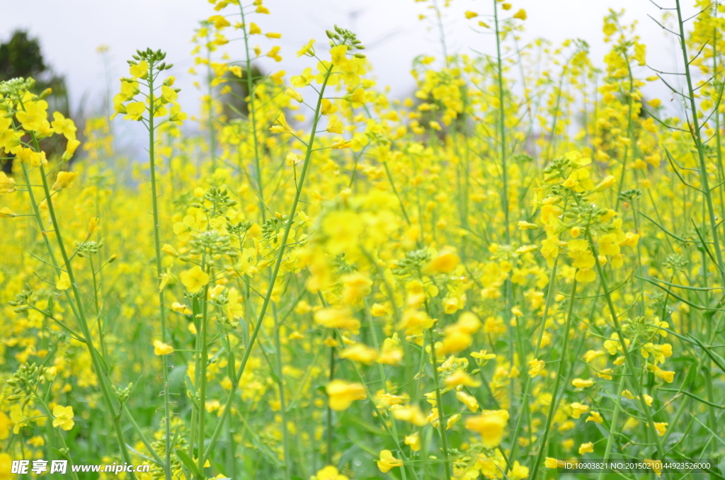 特写油菜花