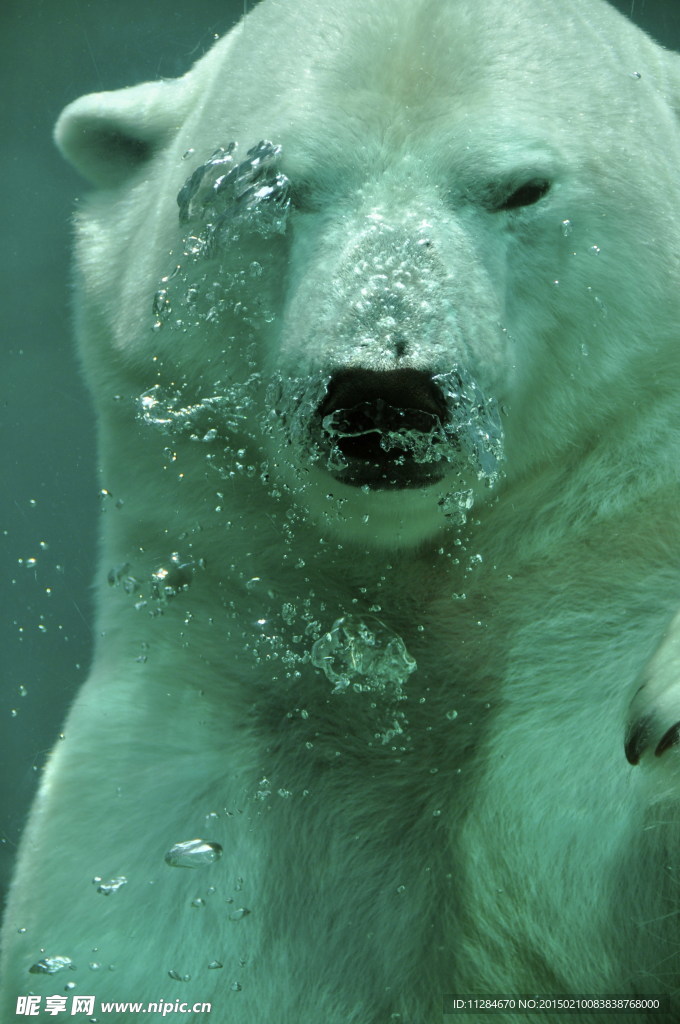 水中北极熊