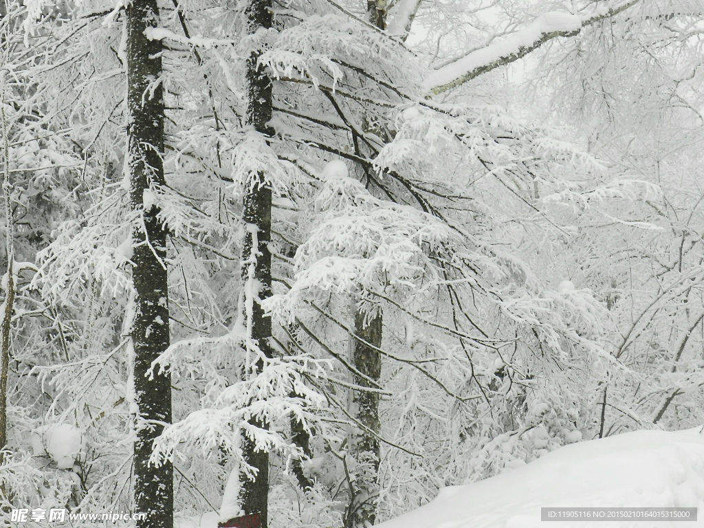 大雪压青松