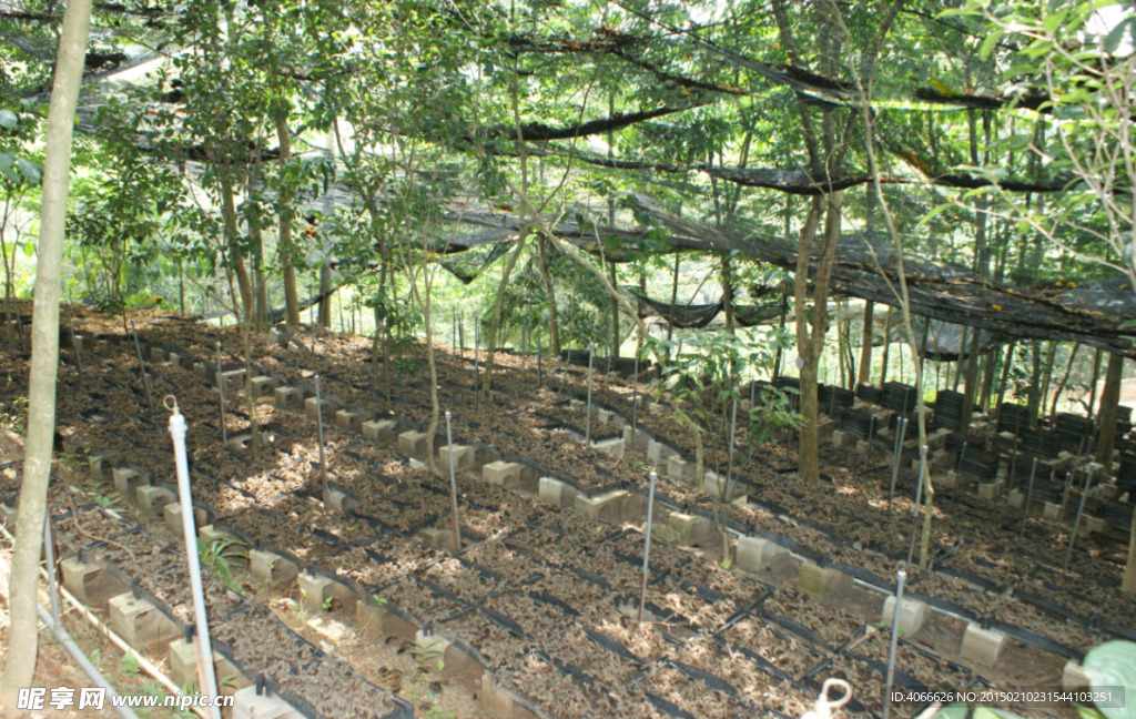 金线莲种植基地