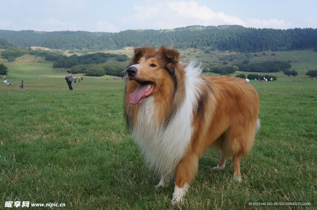 苏格兰牧羊犬