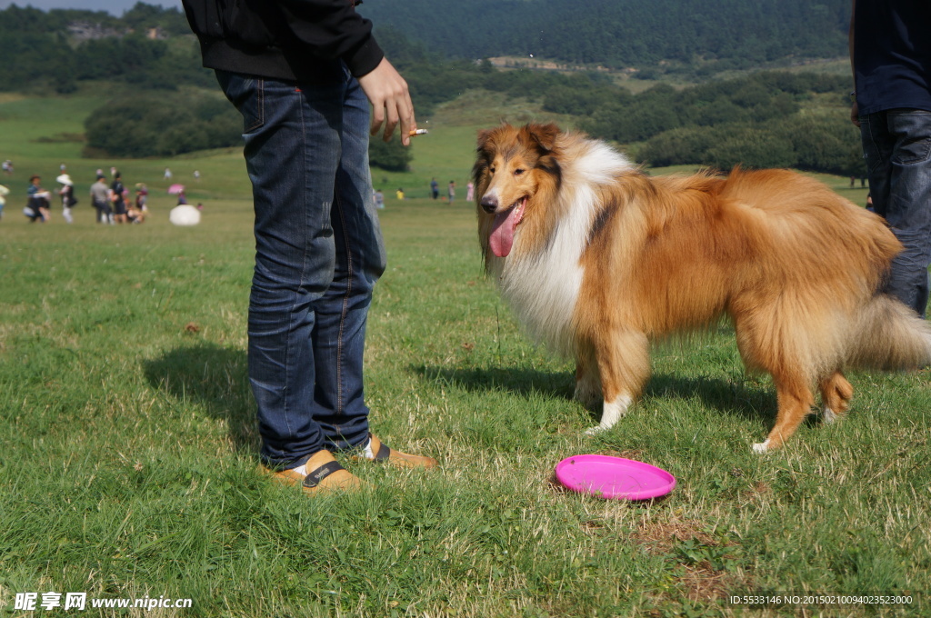 苏格兰牧羊犬