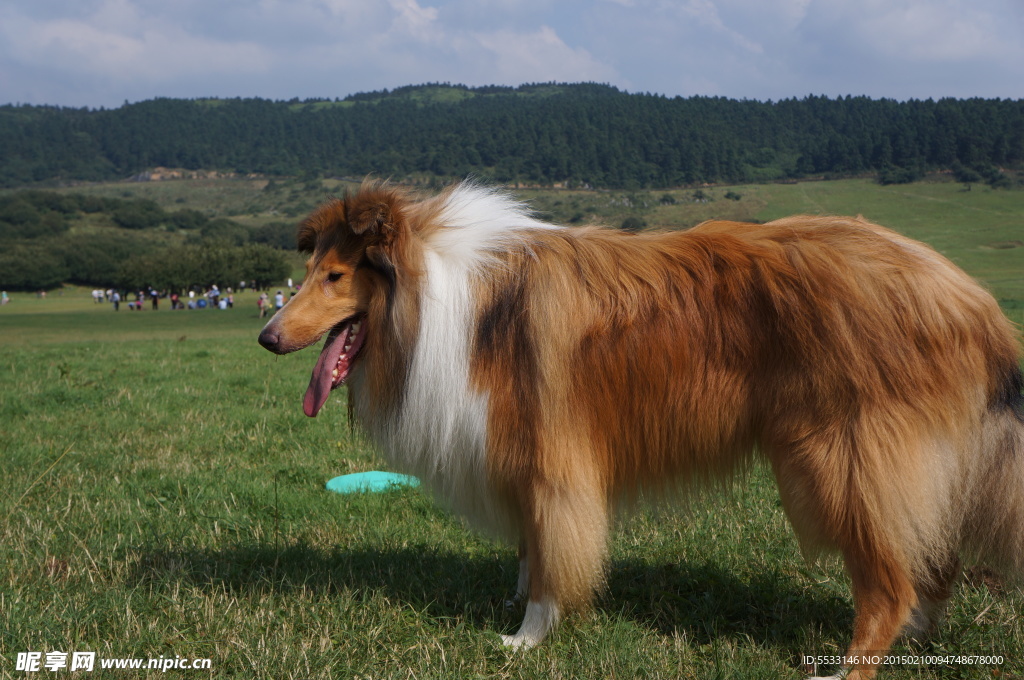 苏格兰牧羊犬