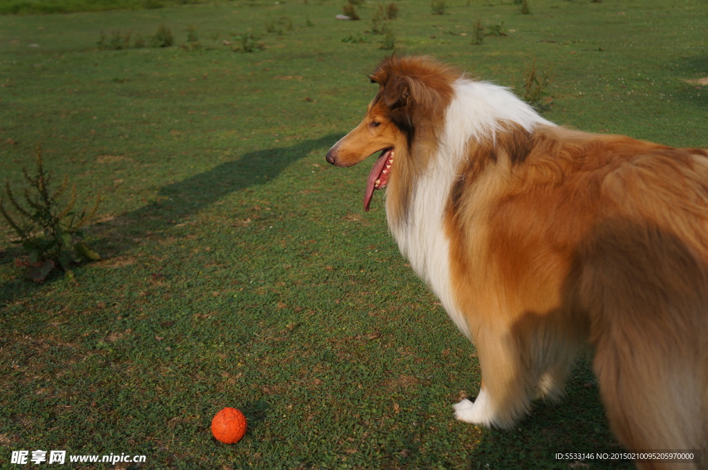 苏格兰牧羊犬