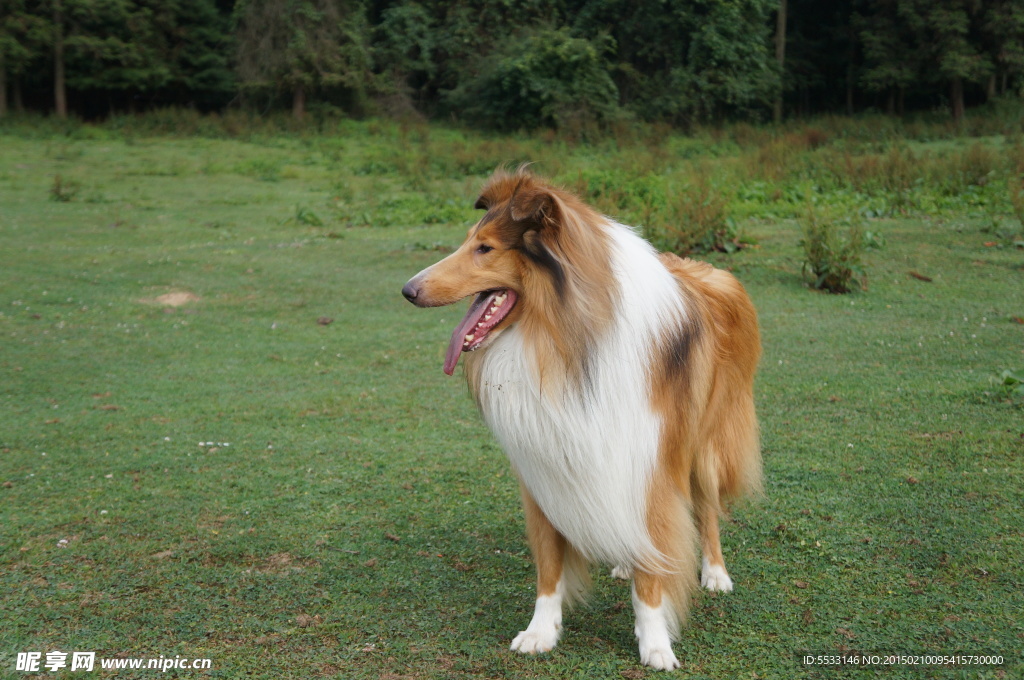 苏格兰牧羊犬