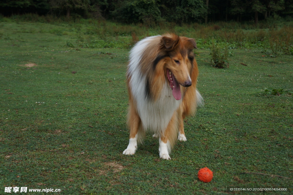 苏格兰牧羊犬