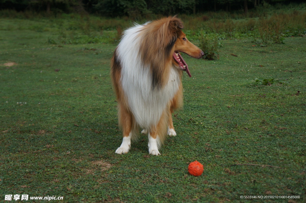 苏格兰牧羊犬