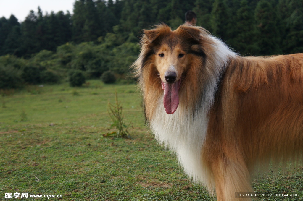 苏格兰牧羊犬