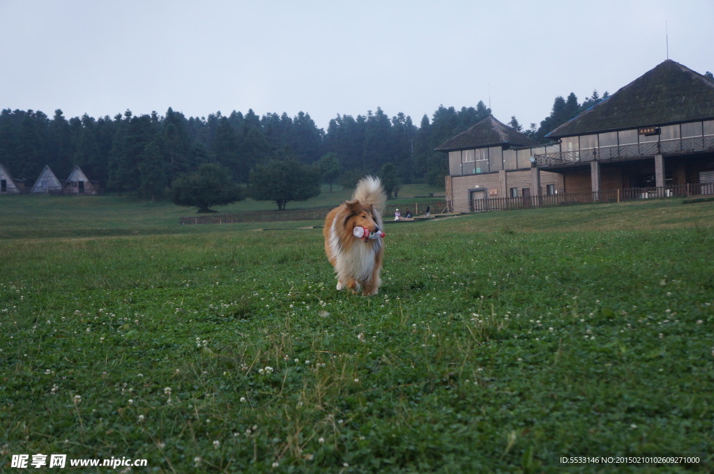 苏格兰牧羊犬