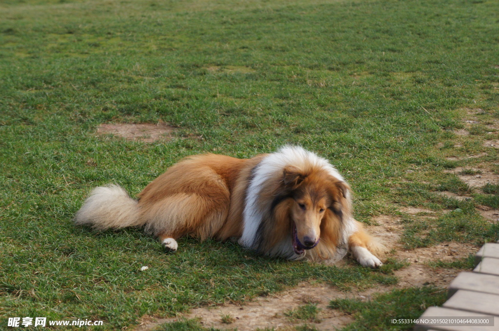 苏格兰牧羊犬