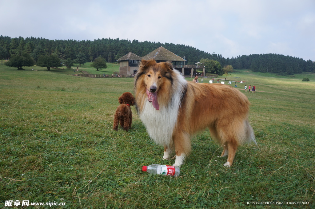 苏格兰牧羊犬