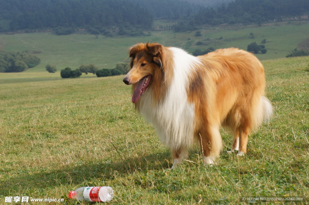 苏格兰牧羊犬