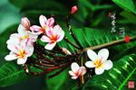 鸡蛋花