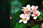 鸡蛋花