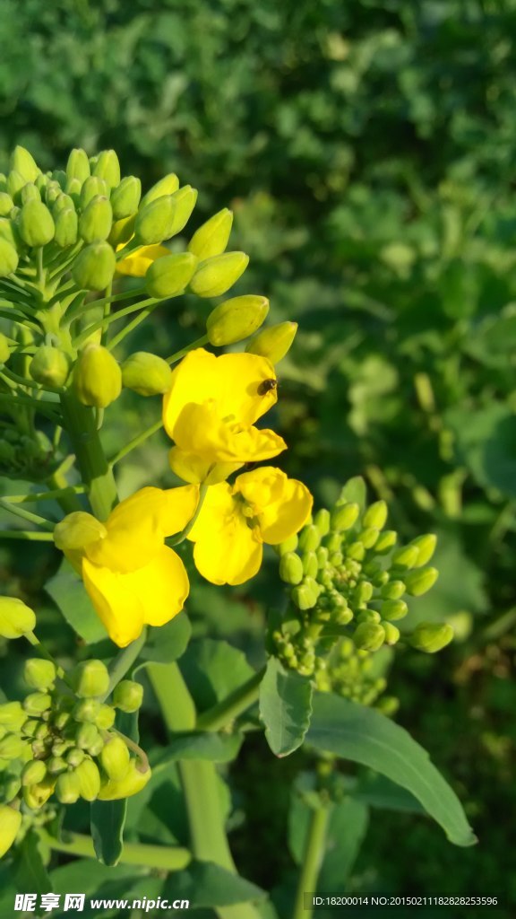 油菜花