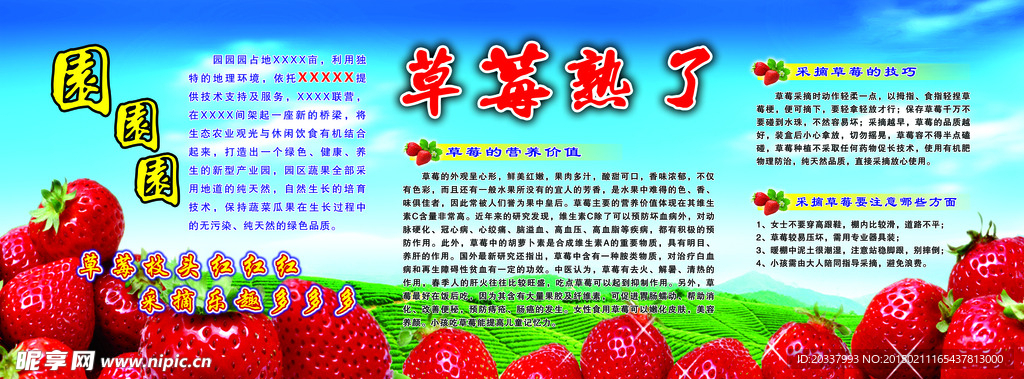 草莓采摘