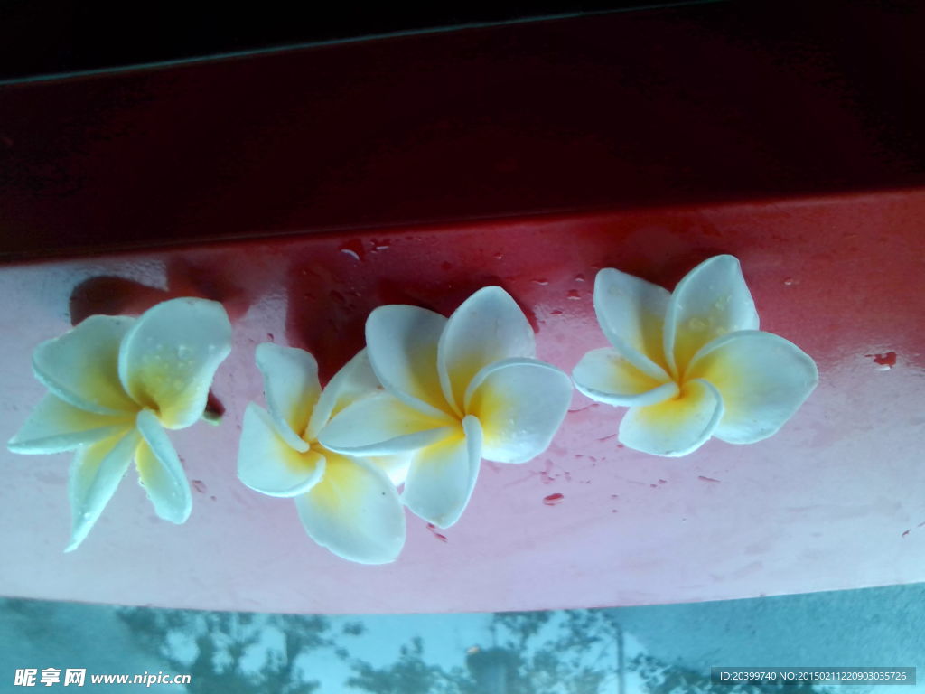 沾着露水的鲜花