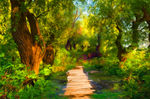 风景小路