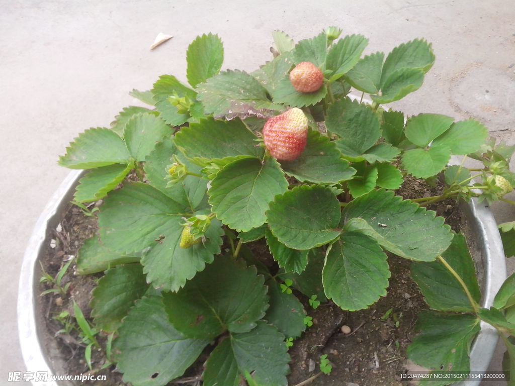 盆栽草莓